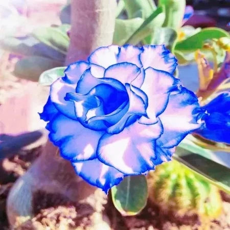 Sementes de Rosa do Deserto Raras - Cores Variadas - Floração Prolongada
