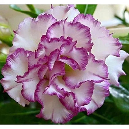 Sementes de Rosa do Deserto Raras - Cores Variadas - Floração Prolongada