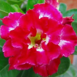 Sementes de Rosa do Deserto Raras - Cores Variadas - Floração Prolongada