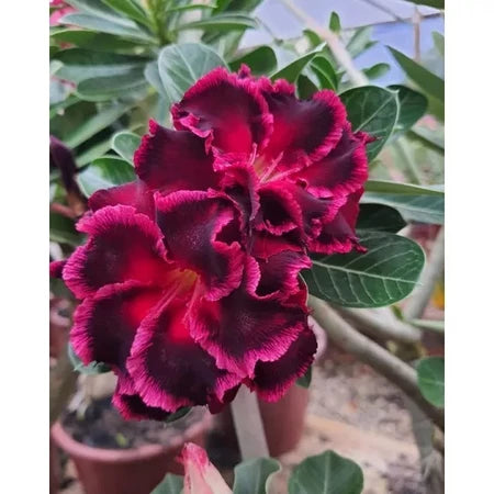 Sementes de Rosa do Deserto Raras - Cores Variadas - Floração Prolongada