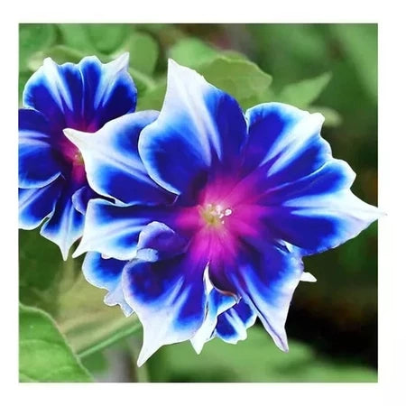 Sementes de Rosa do Deserto Raras - Cores Variadas - Floração Prolongada