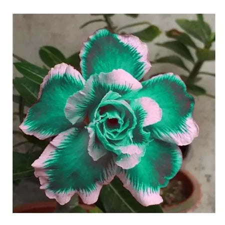 Sementes de Rosa do Deserto Raras - Cores Variadas - Floração Prolongada