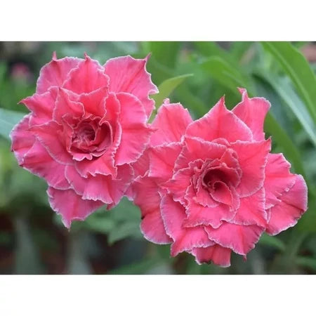 Sementes de Rosa do Deserto Raras - Cores Variadas - Floração Prolongada