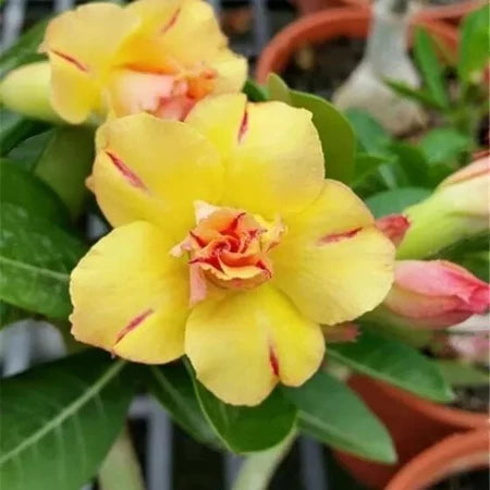 Sementes de Rosa do Deserto Raras - Cores Variadas - Floração Prolongada
