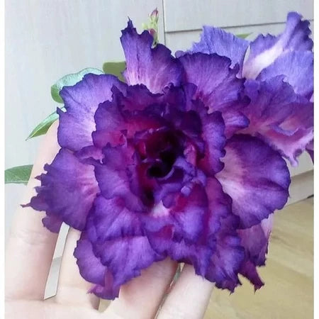 Sementes de Rosa do Deserto Raras - Cores Variadas - Floração Prolongada