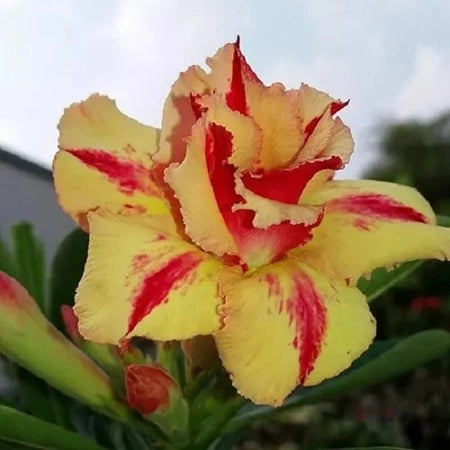 Sementes de Rosa do Deserto Raras - Cores Variadas - Floração Prolongada