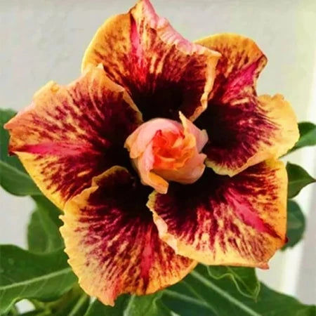 Sementes de Rosa do Deserto Raras - Cores Variadas - Floração Prolongada