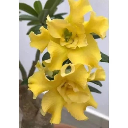Sementes de Rosa do Deserto Raras - Cores Variadas - Floração Prolongada