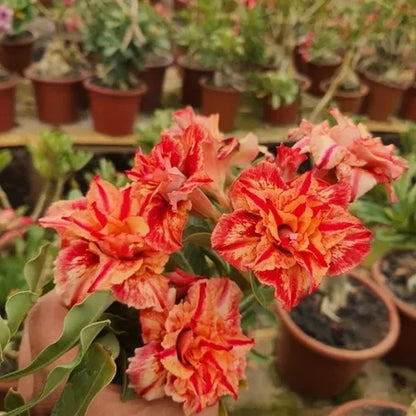 Sementes de Rosa do Deserto Raras - Cores Variadas - Floração Prolongada