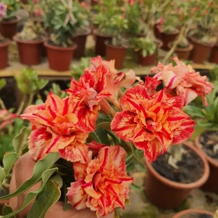 Sementes de Rosa do Deserto Raras - Cores Variadas - Floração Prolongada