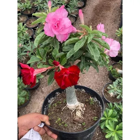 Sementes de Rosa do Deserto Raras - Cores Variadas - Floração Prolongada