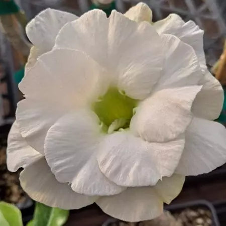 Sementes de Rosa do Deserto Raras - Cores Variadas - Floração Prolongada