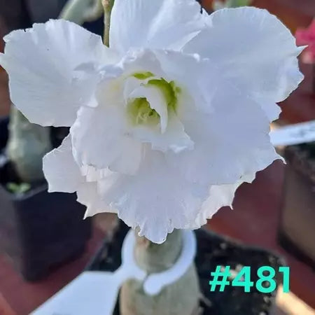 Sementes de Rosa do Deserto Raras - Cores Variadas - Floração Prolongada