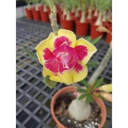 Sementes de Rosa do Deserto Raras - Cores Variadas - Floração Prolongada