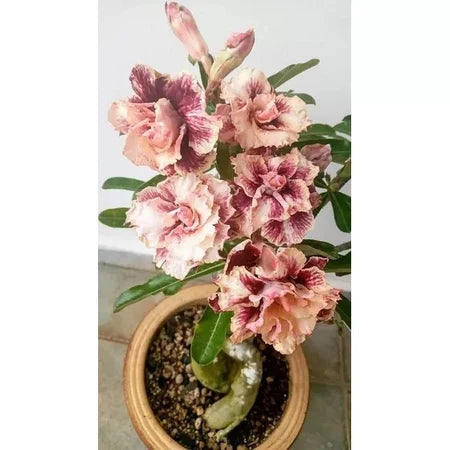 Sementes de Rosa do Deserto Raras - Cores Variadas - Floração Prolongada