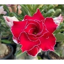 Sementes de Rosa do Deserto Raras - Cores Variadas - Floração Prolongada
