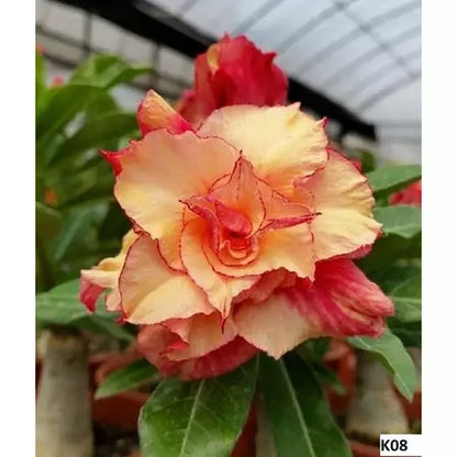 Sementes de Rosa do Deserto Raras - Cores Variadas - Floração Prolongada
