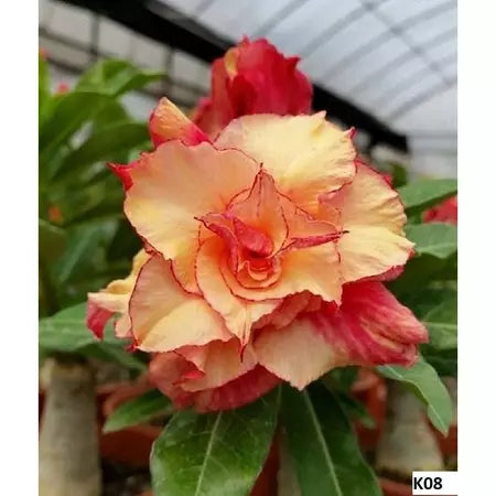 Sementes de Rosa do Deserto Raras - Cores Variadas - Floração Prolongada