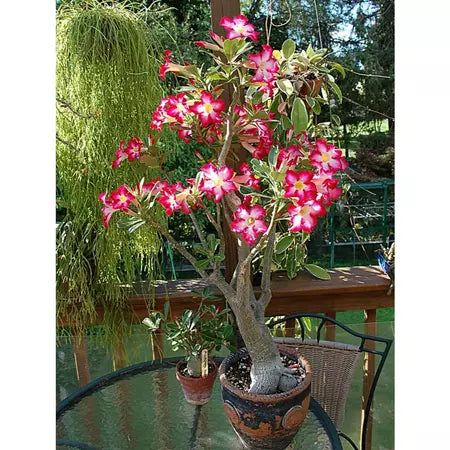 Sementes de Rosa do Deserto Raras - Cores Variadas - Floração Prolongada