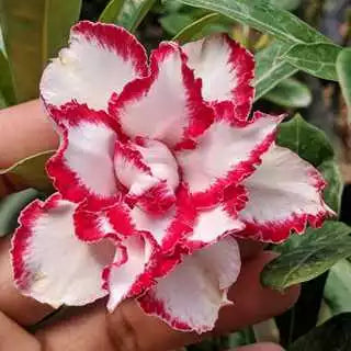 Sementes de Rosa do Deserto Raras - Cores Variadas - Floração Prolongada